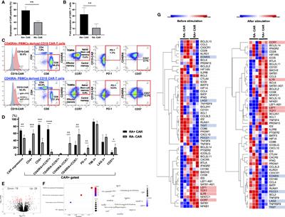 PiggyBac Transposon-Mediated CD19 Chimeric Antigen Receptor-T Cells Derived From CD45RA-Positive Peripheral Blood Mononuclear Cells Possess Potent and Sustained Antileukemic Function